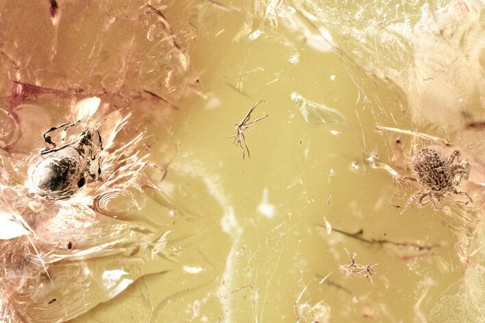 Fossil Mites and Dark-Winged Fungus Gnats In Baltic Amber #381507